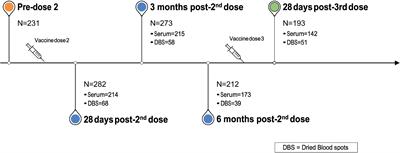 The effect of dose-interval on antibody response to mRNA COVID-19 vaccines: a prospective cohort study